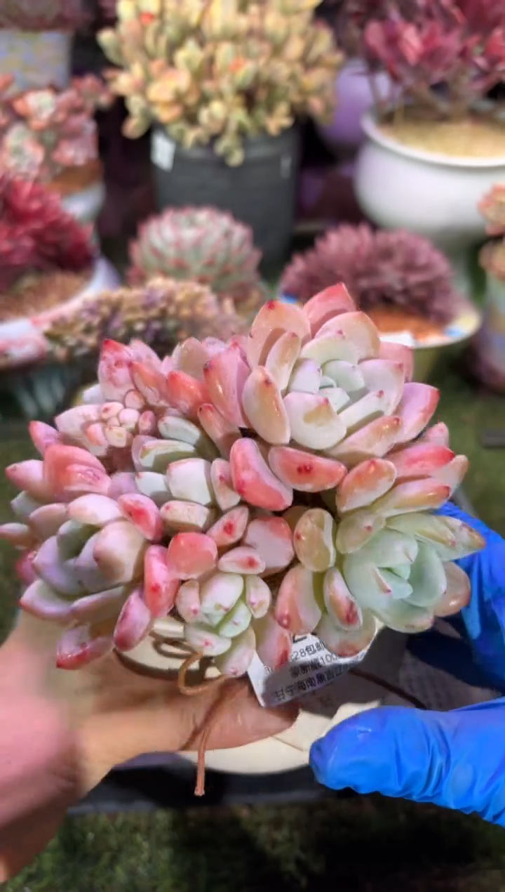 【闪购商品】02669