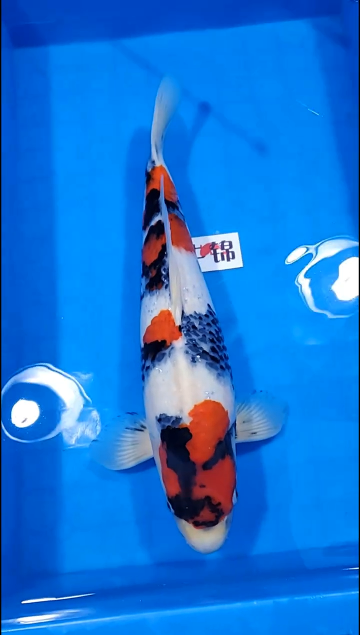 锦鲤【251227-24】昭和三色 45部 不详 信杰