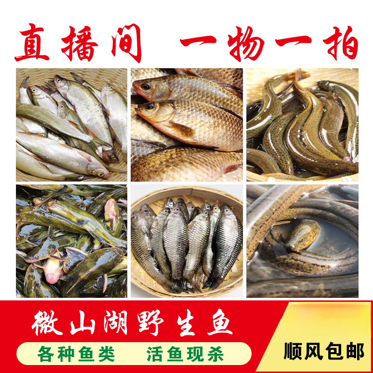 微山湖野生淡水鱼类一物一拍  直播间现场为准《直播专用》