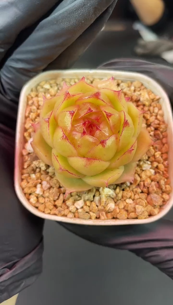 闪购1503  小橘包多肉一颗  3.8-4厘米