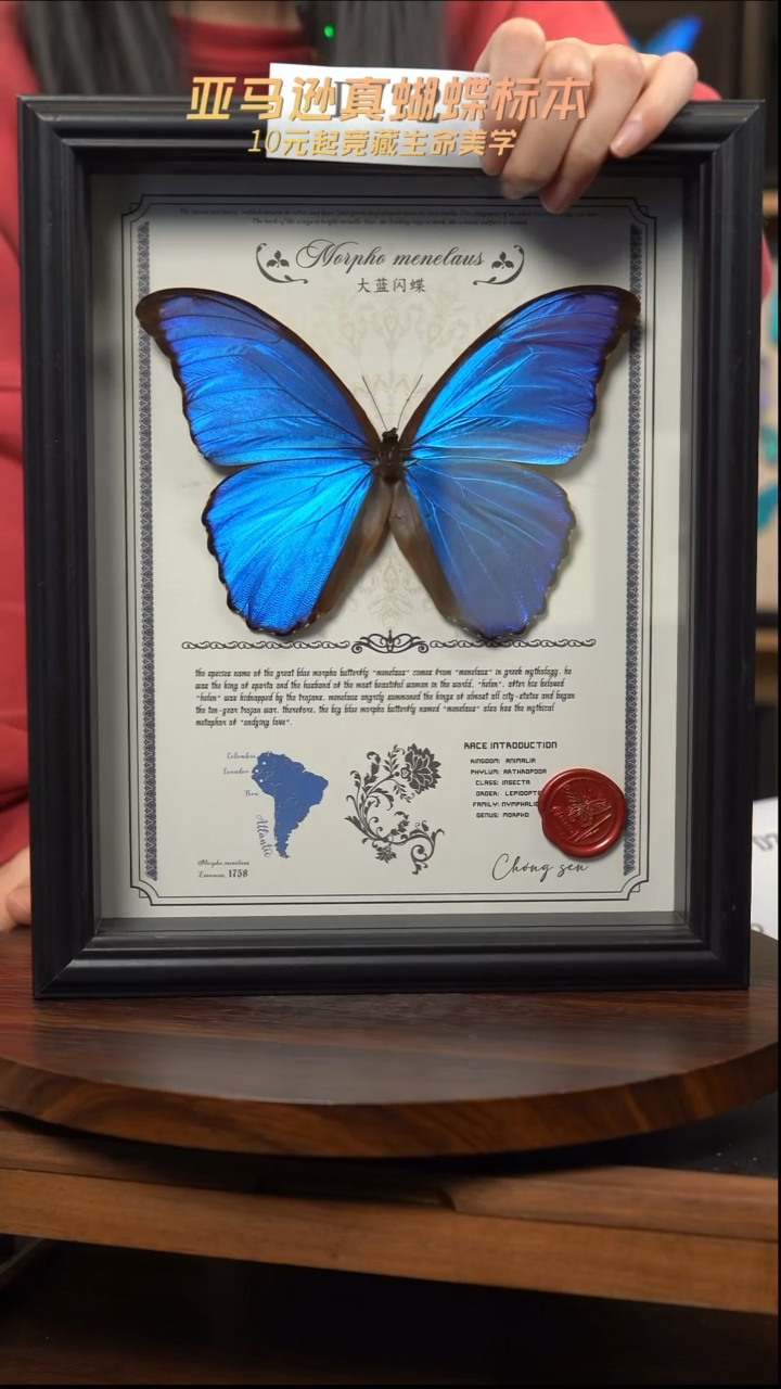 微瑕蝴蝶标本摆件一口价d772