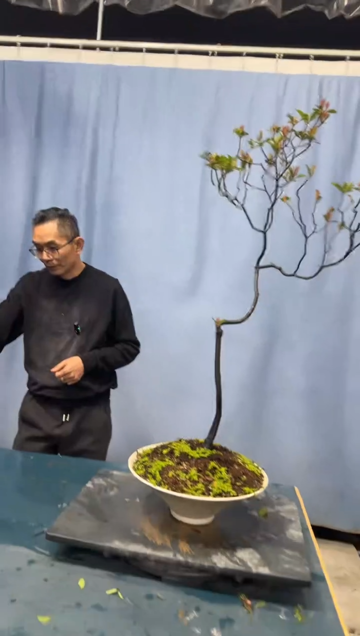 【闪购商品】盆景春花