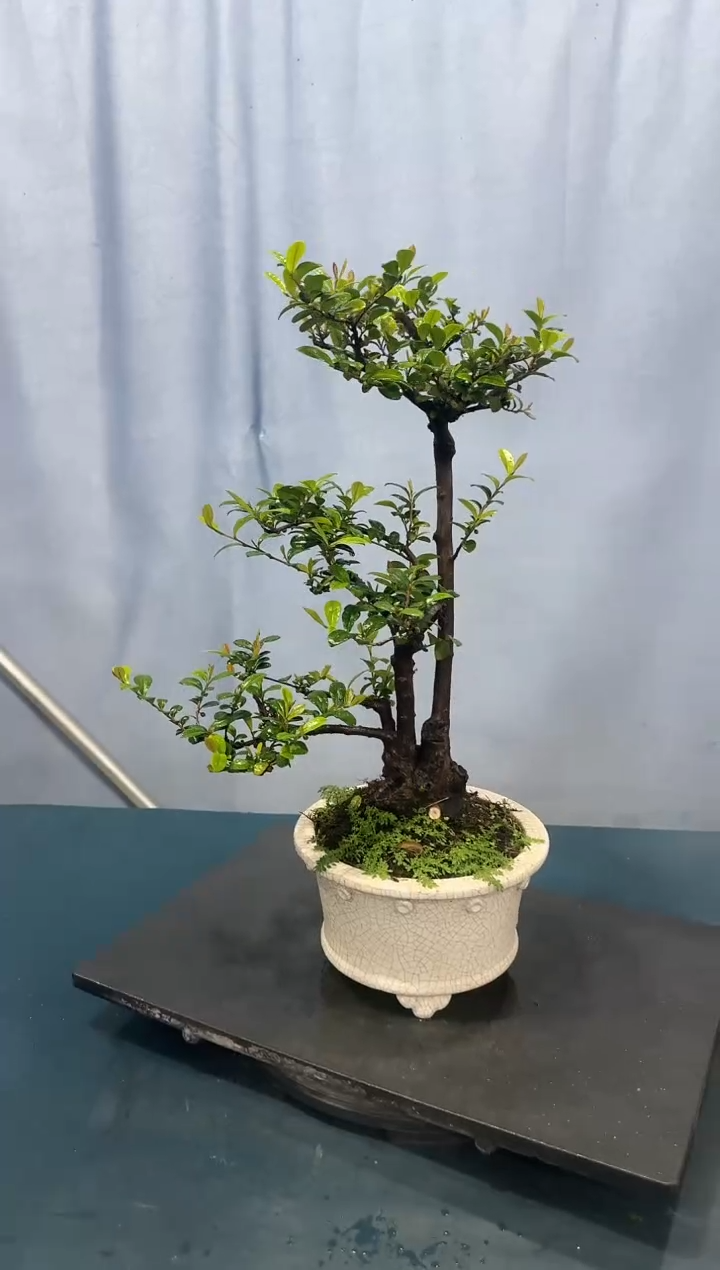 翠米茶翠米茶翠米茶翠米茶