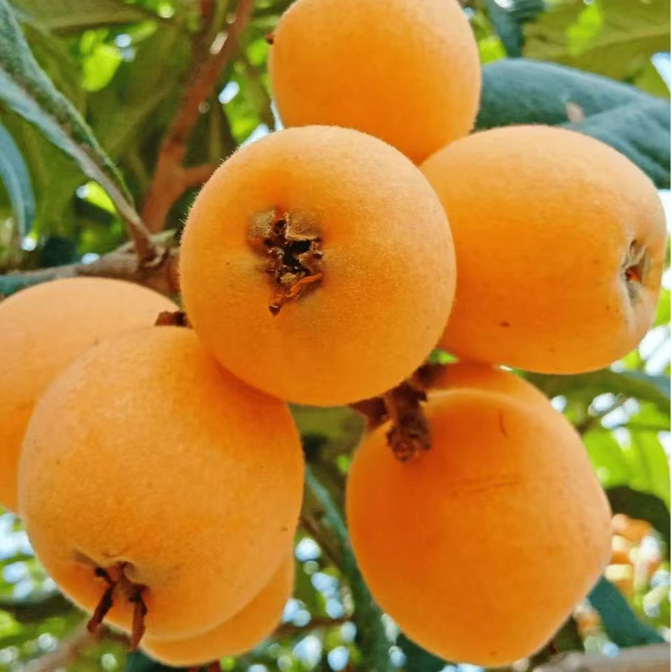 四川龙泉大五星枇杷新鲜现摘现发