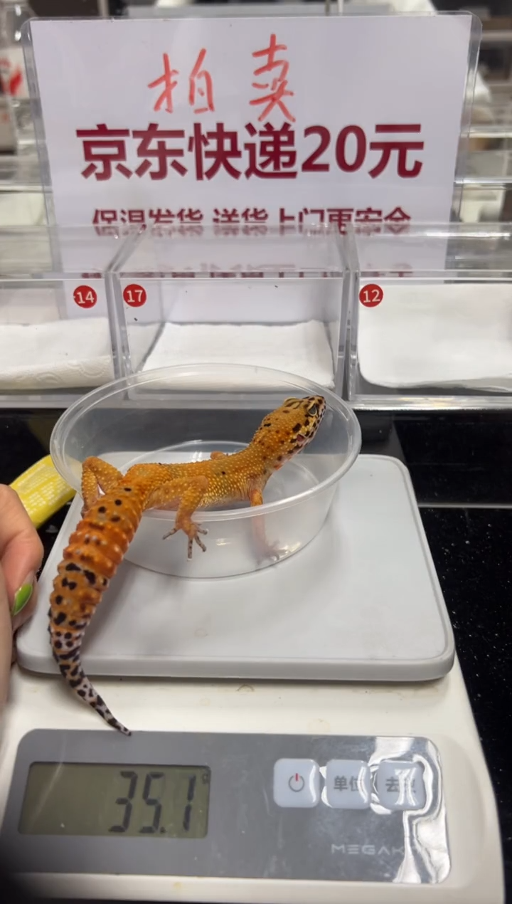 豹纹守宫00000000