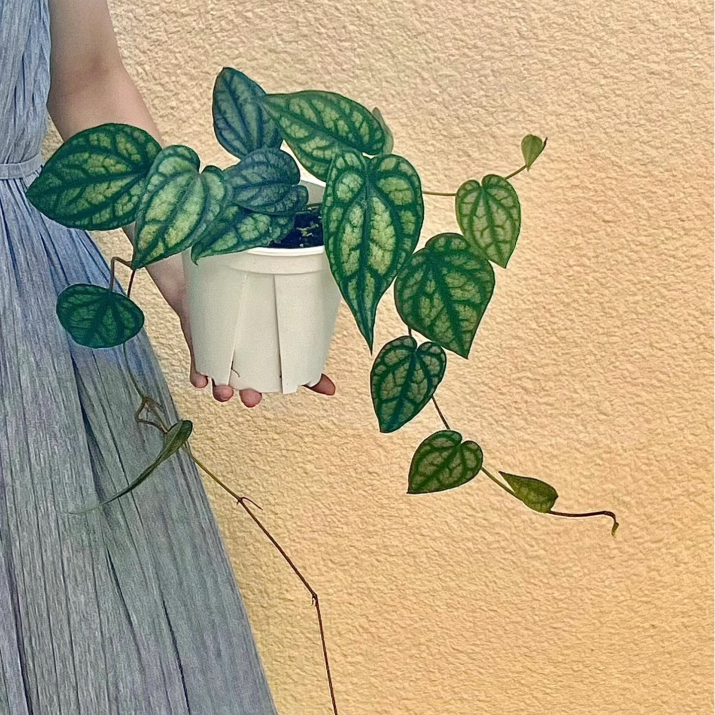 水晶胡椒蔓绿绒室内观叶热植