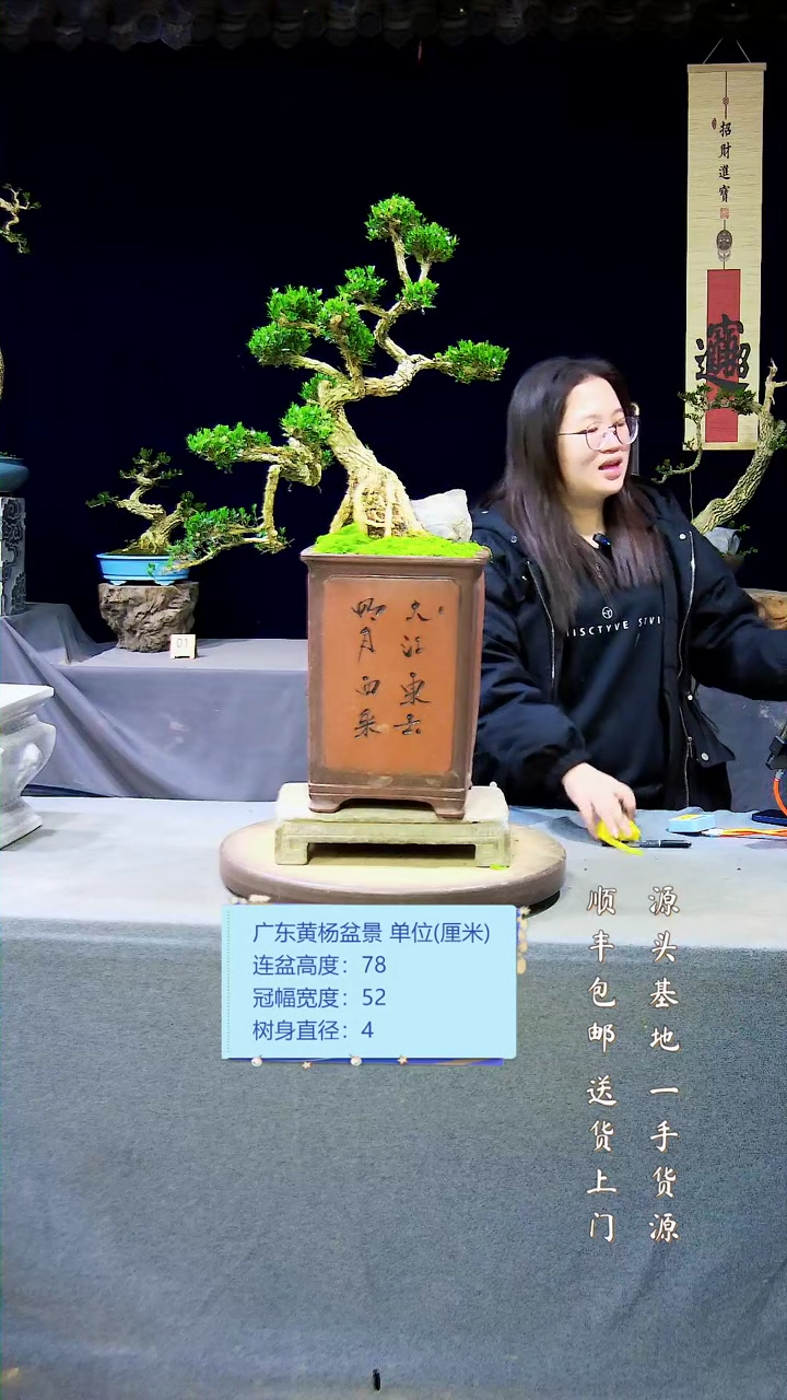 【闪购商品】黄杨盆景黄杨盆景