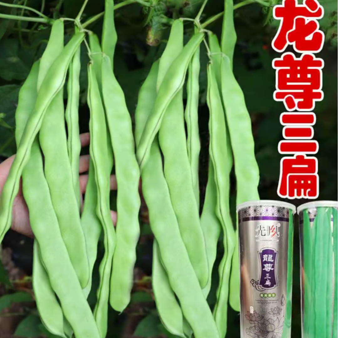 龙尊三扁豆种子架芸豆种籽春秋早熟抗病高产豆角蔬菜种子籽