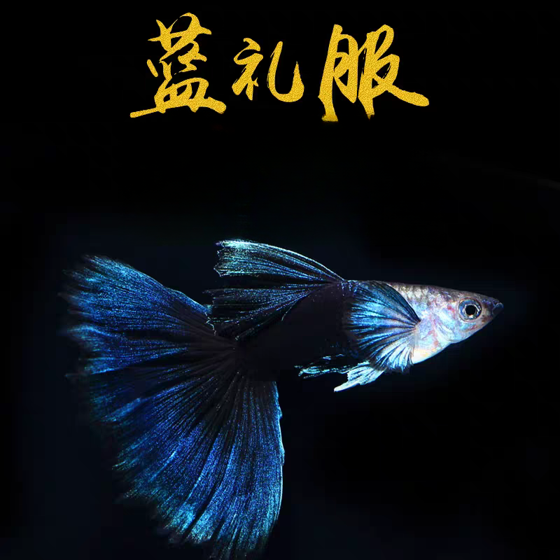 【晚礼服套餐】8条内包含2条备损精品孔雀鱼3cm易繁殖小型淡水鱼