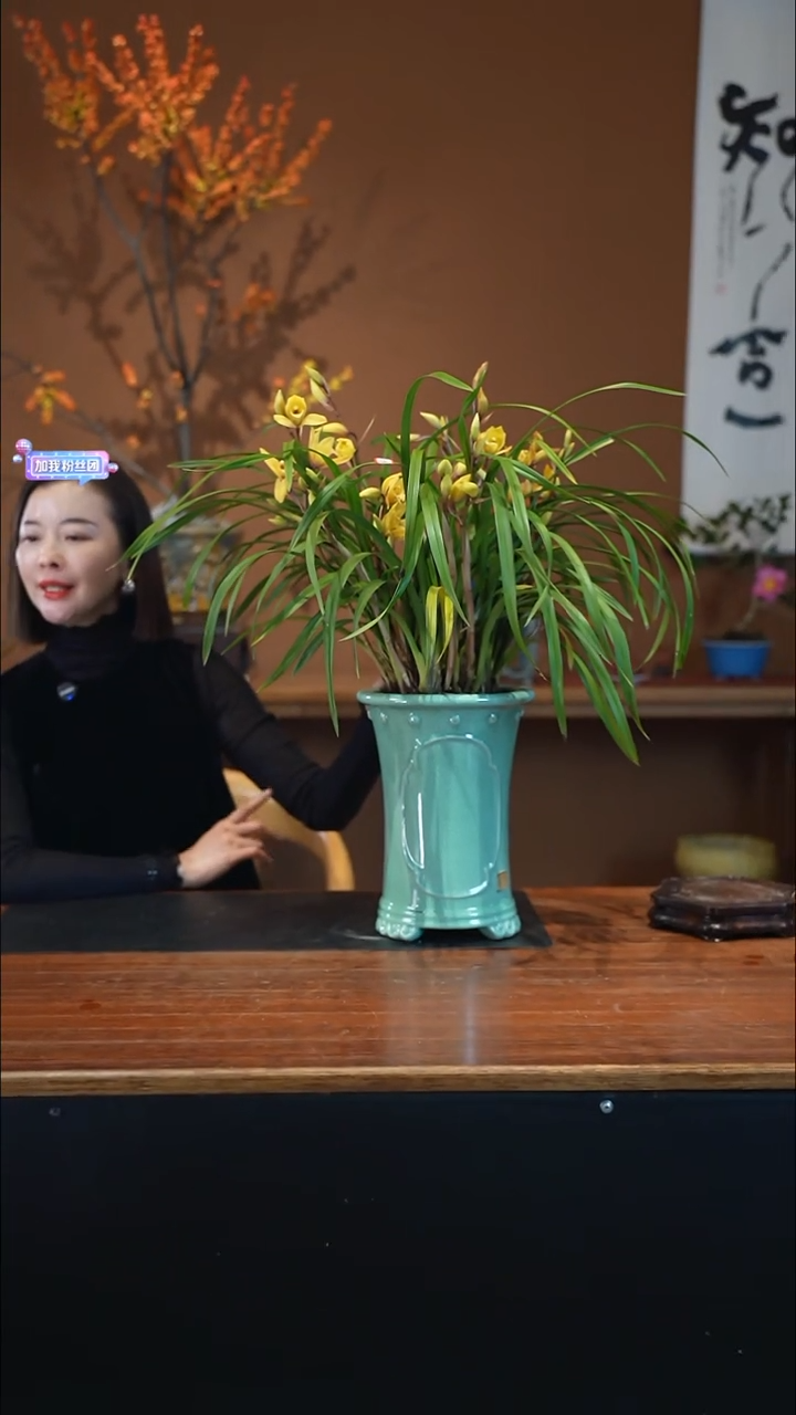 全部花朵黄莺盆景盆景盆景