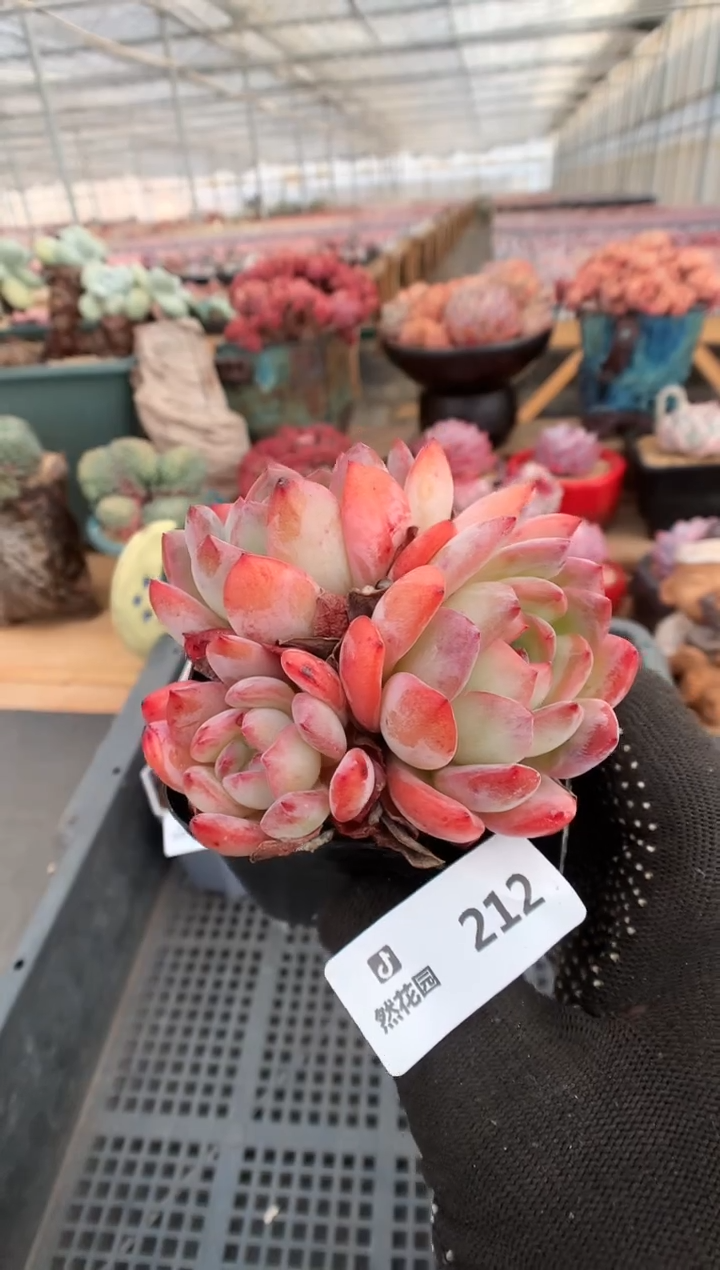 【闪购商品】212全明星多肉一物一拍