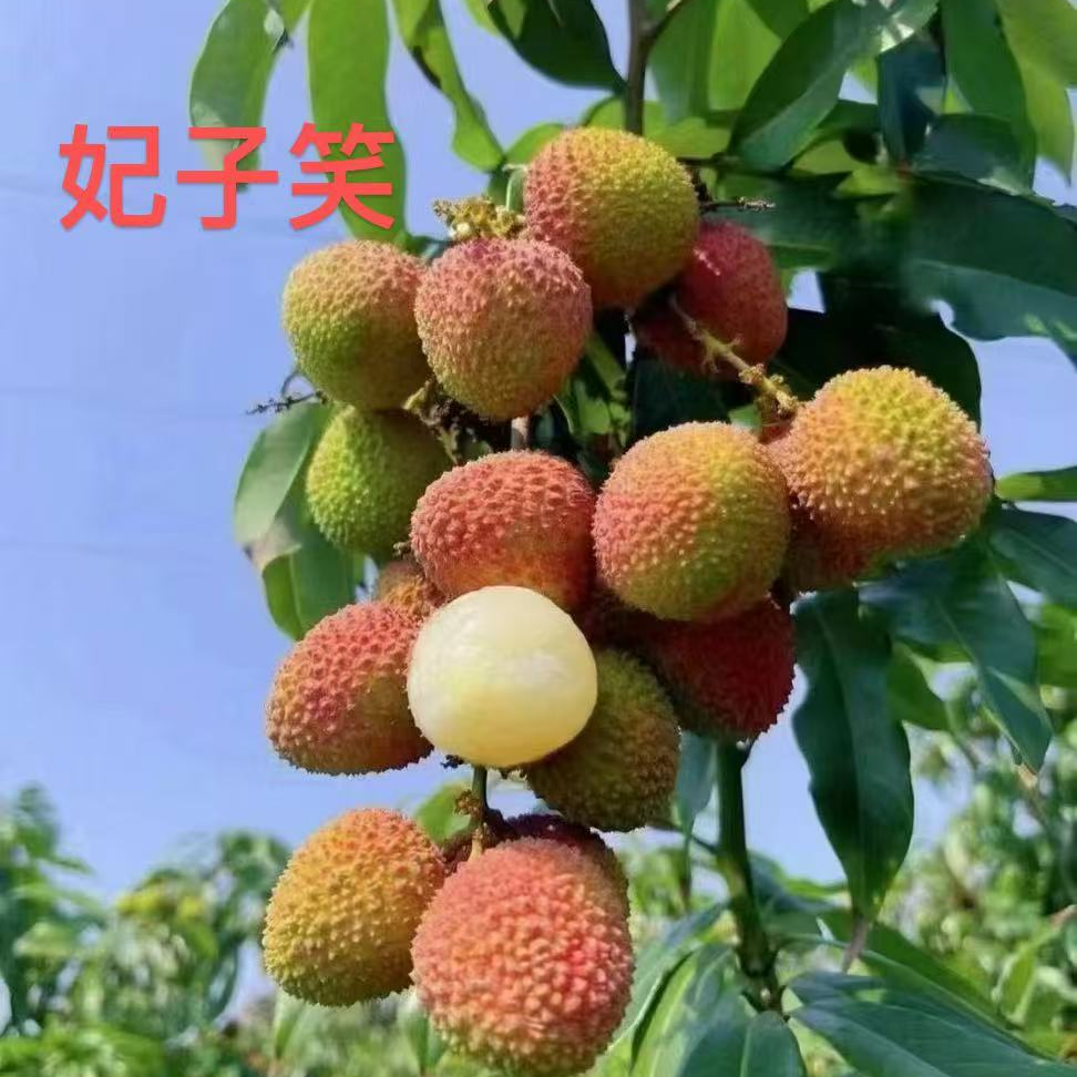 （广东省外专用链接）荔农直供良品｜妃子笑甜过初恋鲜箱