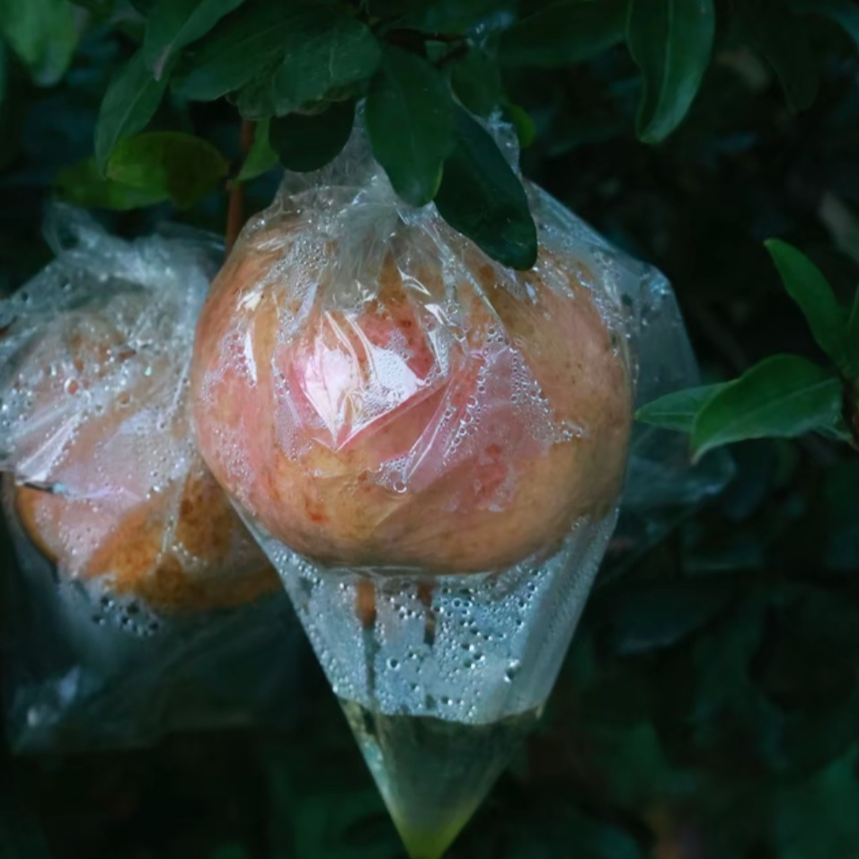 【小庄生活】陕西临潼硬籽石榴净皮甜酸甜刚好