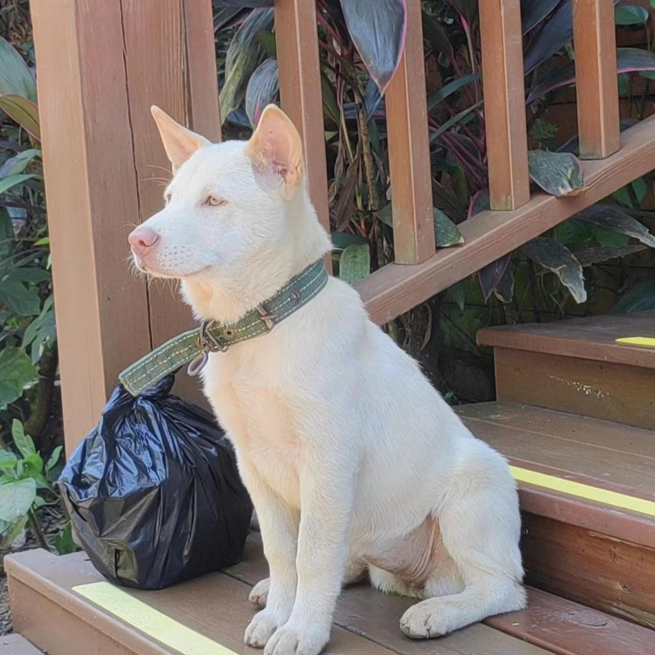【老东家犬舍】精品中华田园犬