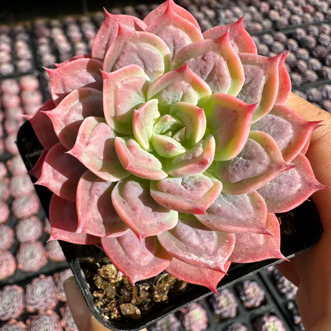 7#贵妃醉酒多肉植物  前男友精品多肉SML35