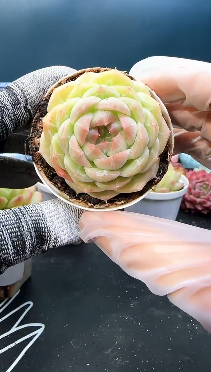 3  208 青山  （冠幅 5 cm）