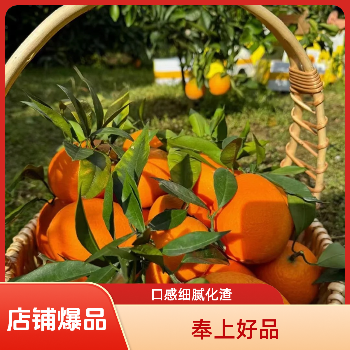 【姗姗妈妈专属】奉节脐橙头茬鲜果5斤10斤新鲜现摘脆嫩香甜多汁