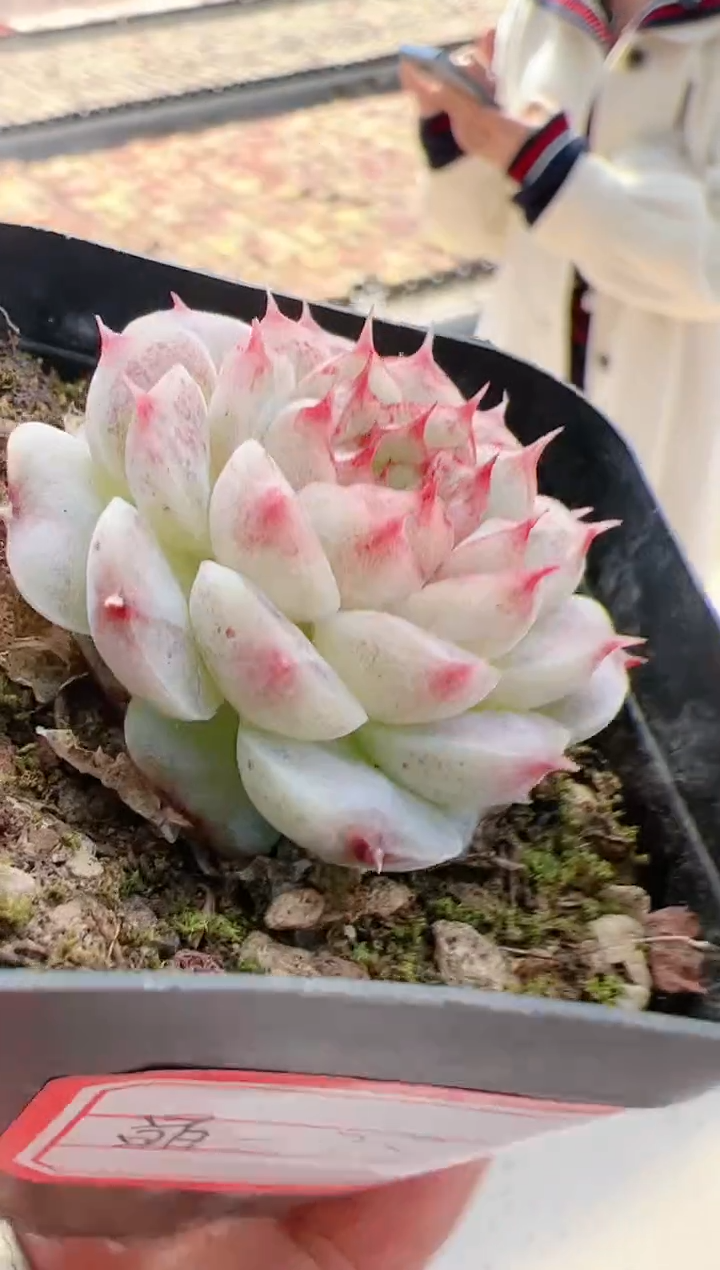 【闪购商品】晶-28