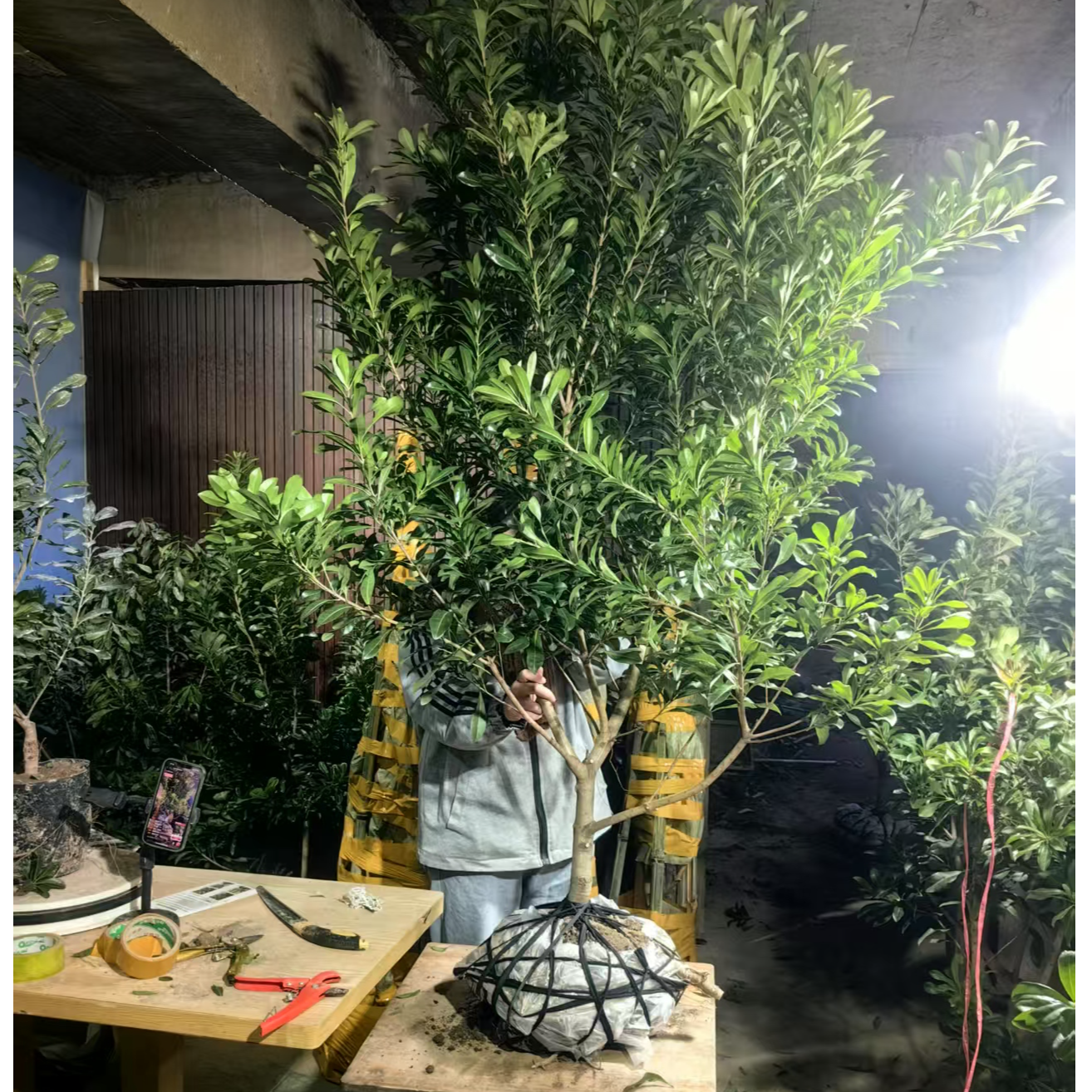 直播间一物一拍仙居东魁杨梅苗4年5年南方适合种带原土球整棵顺丰