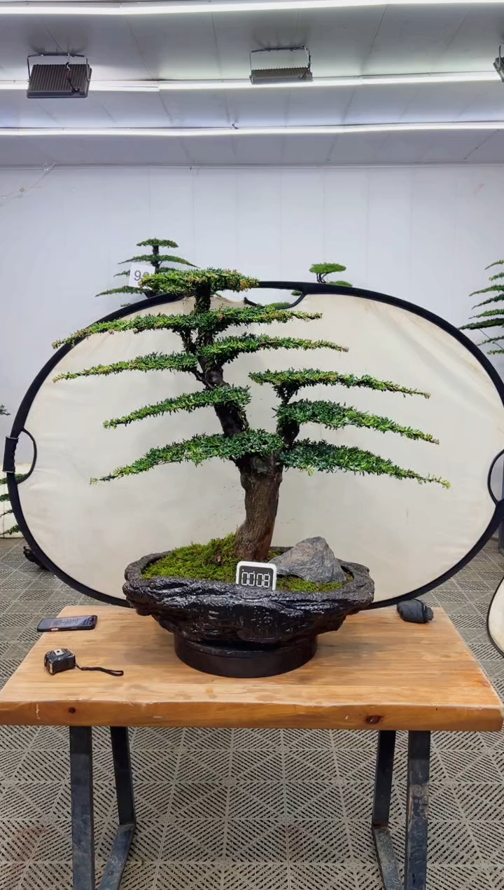 无花朵造型盆景一物一拍