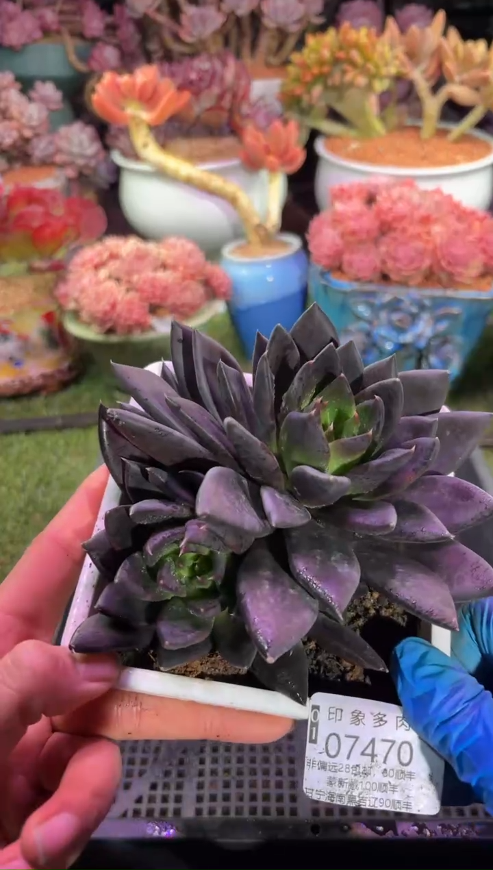 【闪购商品】07470