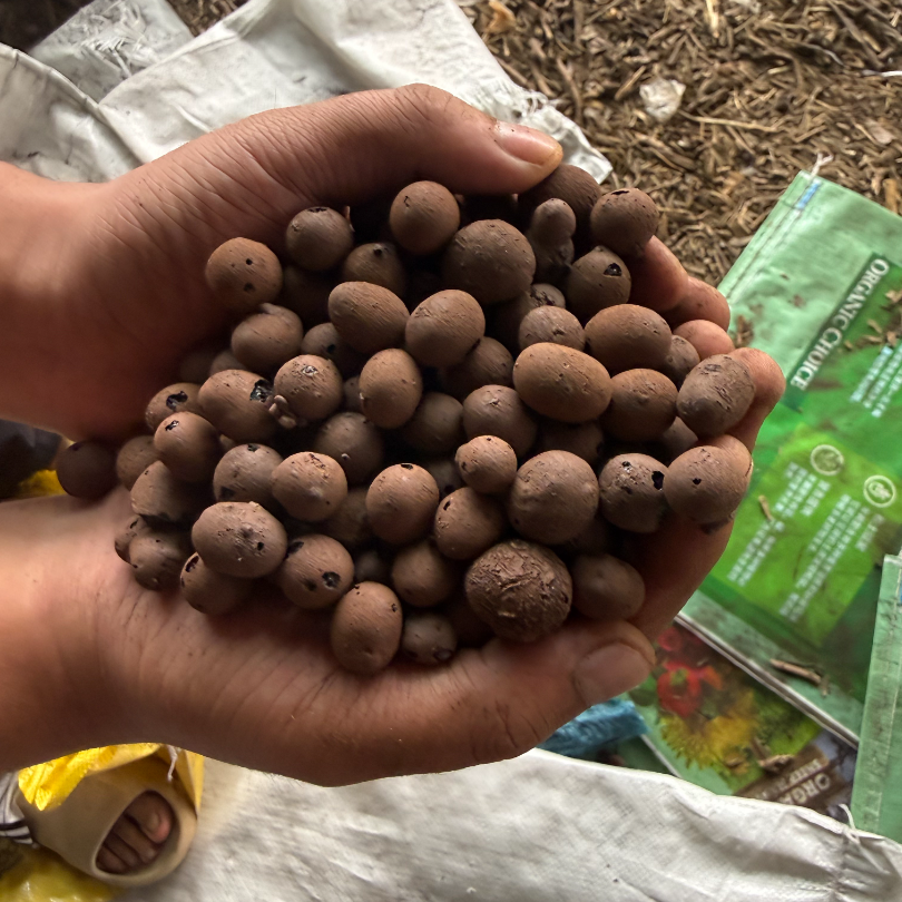 园艺专用中号陶粒防止浇水溅泥