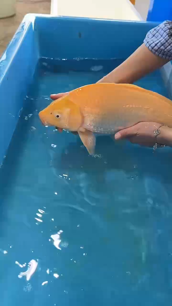 锦鲤太饱锦鲤36cm-48cm不包邮到付