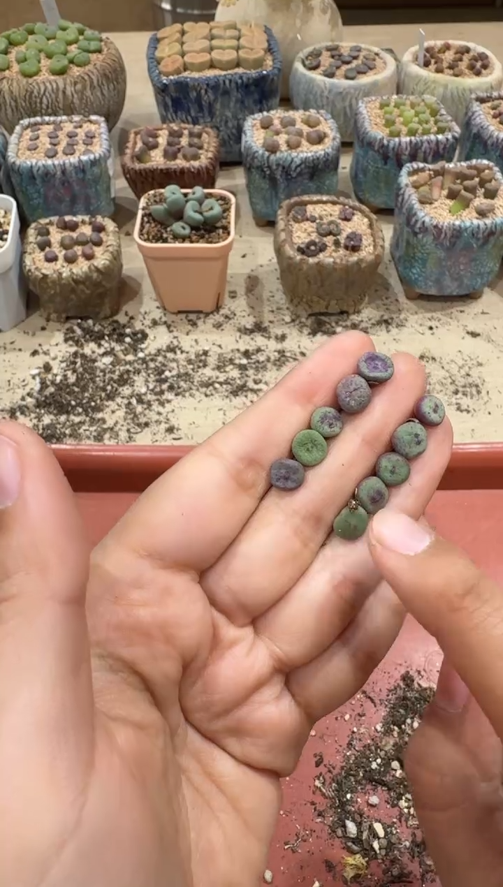 30-131多肉植物肉锥