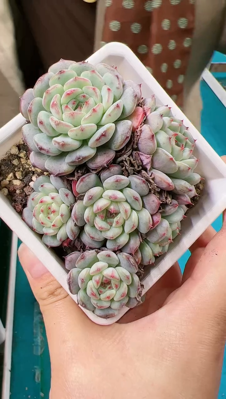 群生白胖子一颗       