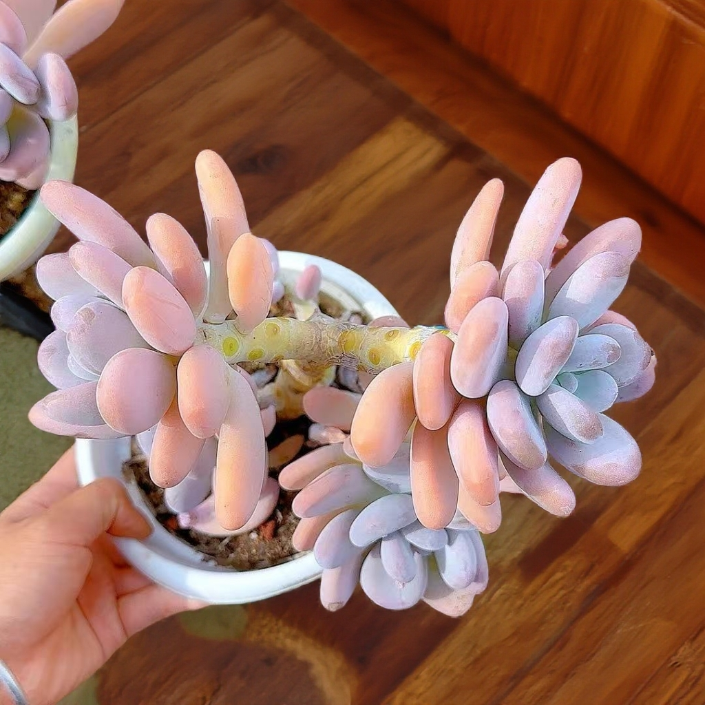 老桩橙雪球  小谢多肉植物庭院空气耐旱上盆种植固定