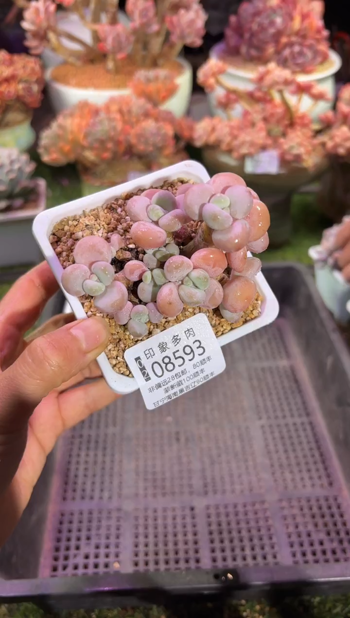 【闪购商品】08593