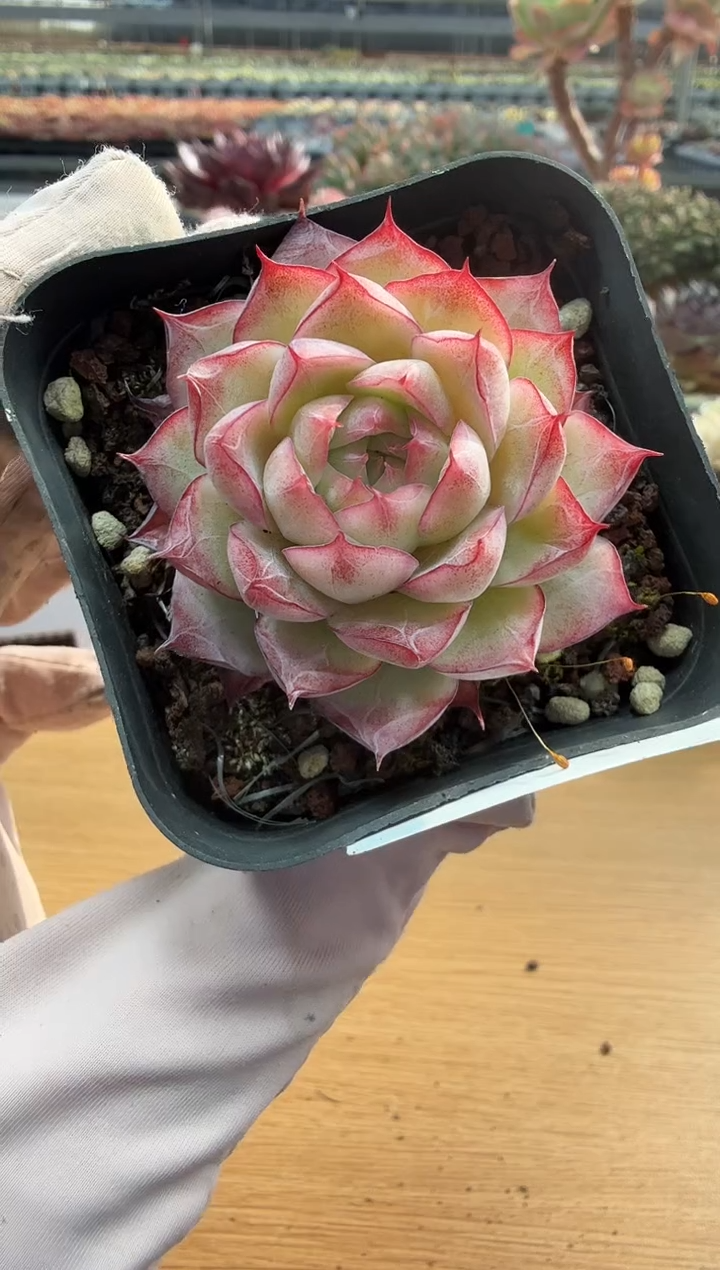 东云多肉园二店-195