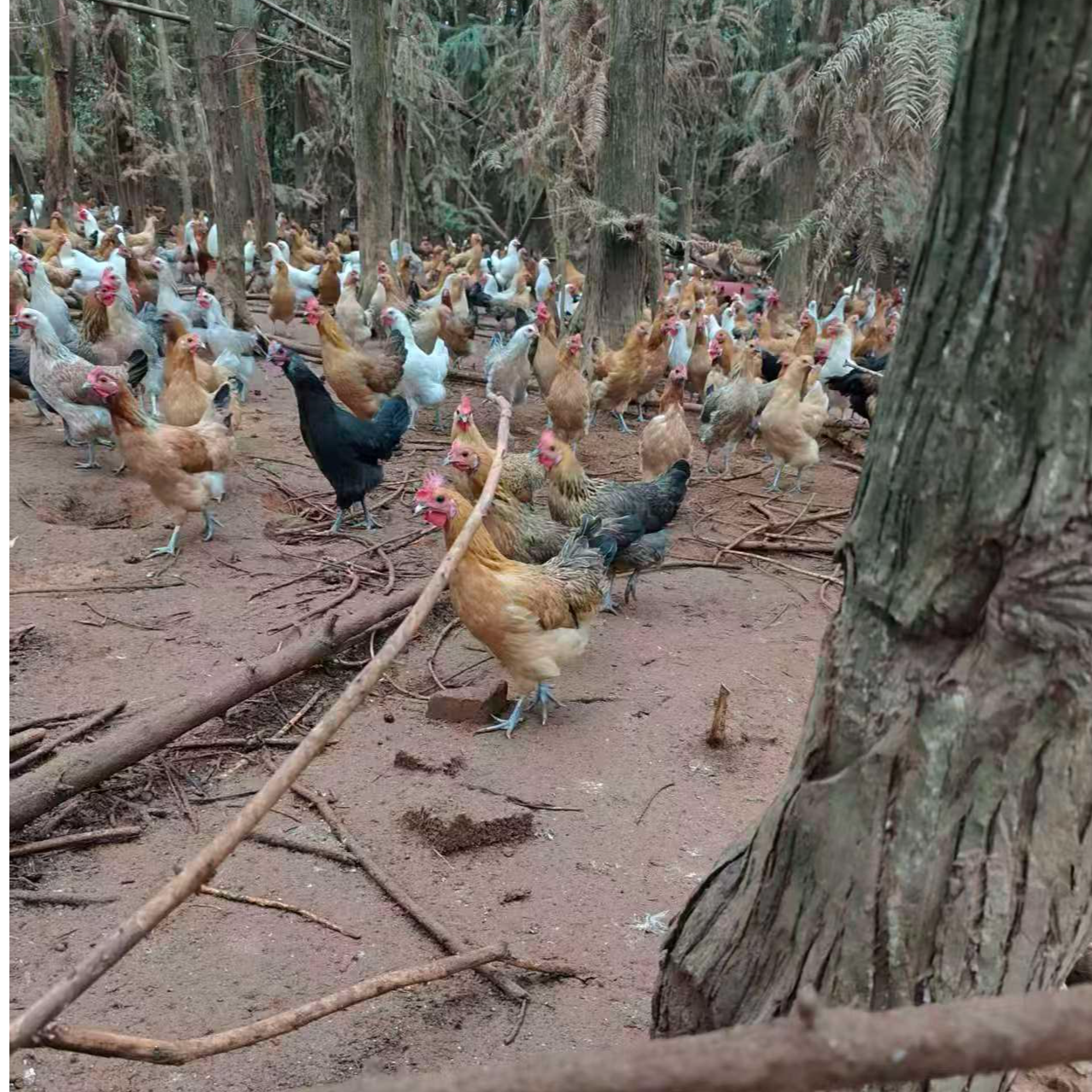农村散养土鸡 花柴 花羽鸡  冰鲜