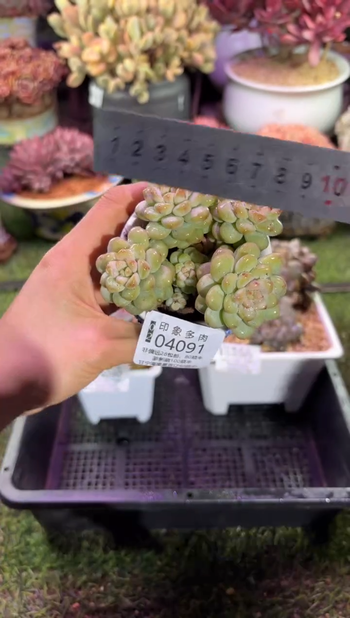 【闪购商品】04091脱土带盆