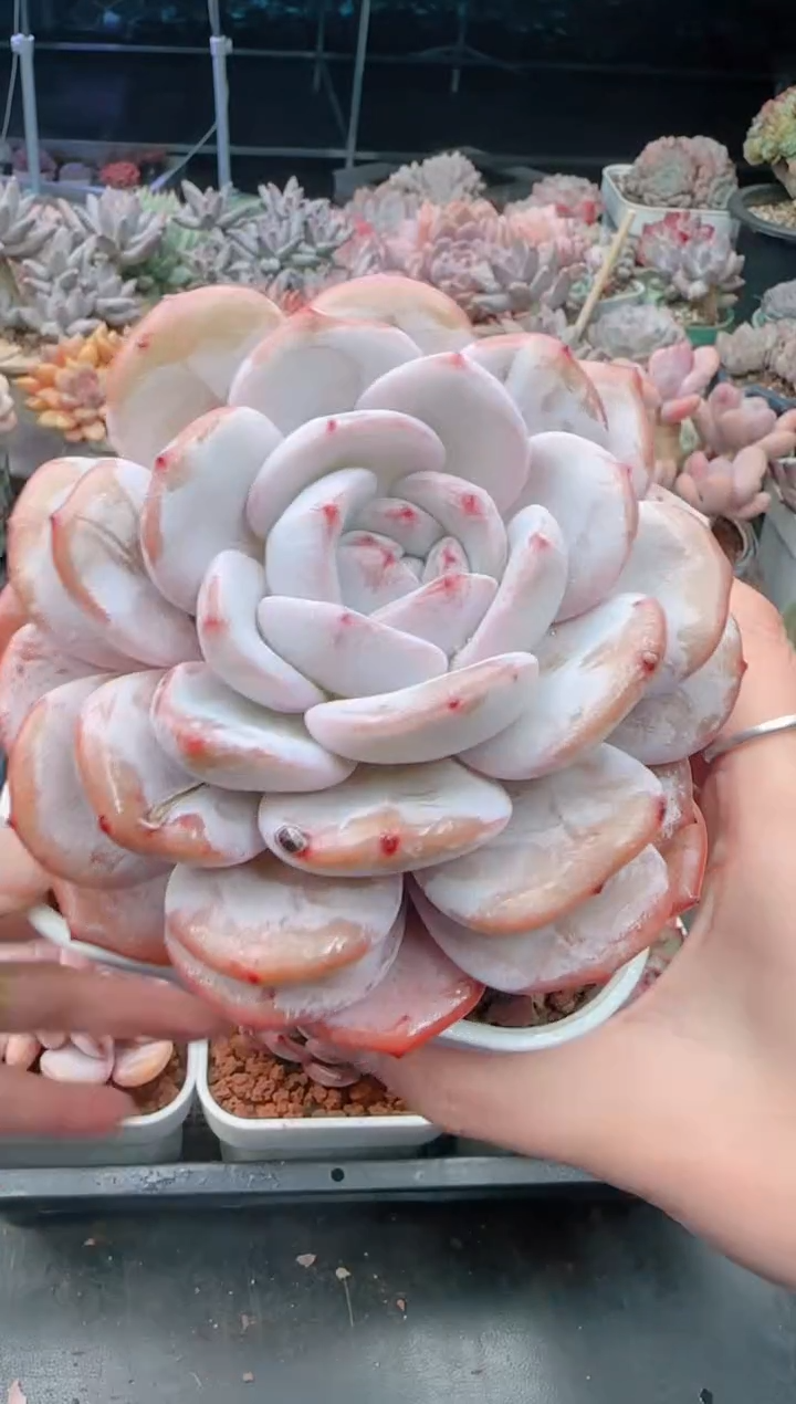 【闪购商品】8095.