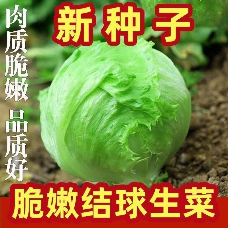 耐热结球生菜种子球生菜种籽包心球形阳台四季盆栽蔬菜蔬菜种子