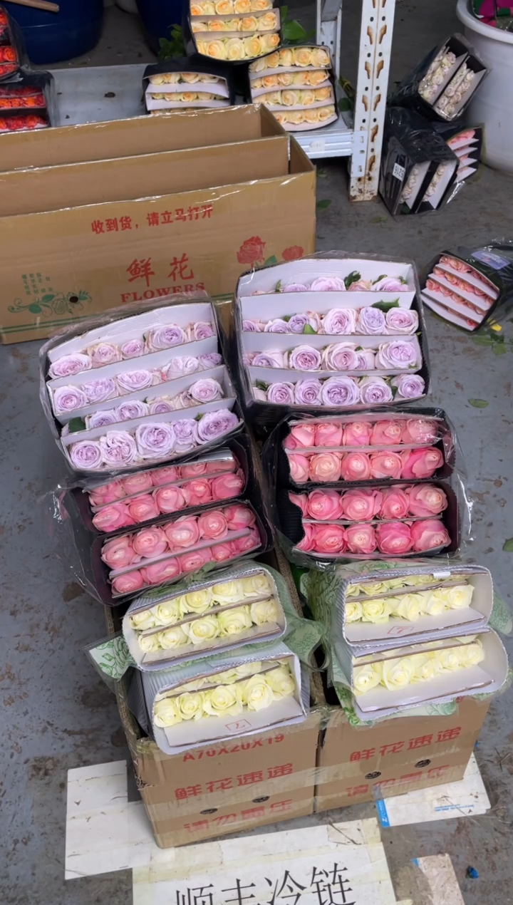 骄傲20枝+凯瑟琳20枝+紫荔枝20枝