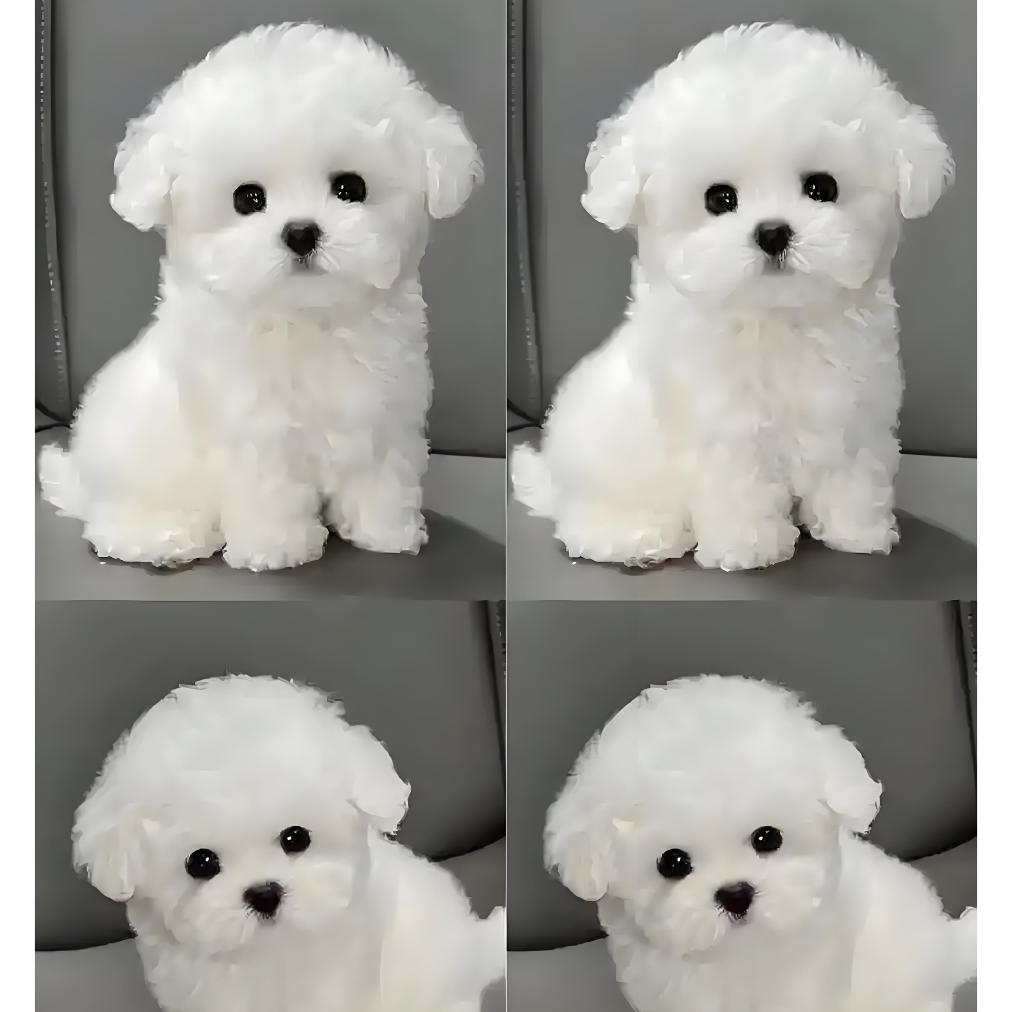 晴晴家的小体比熊宝宝