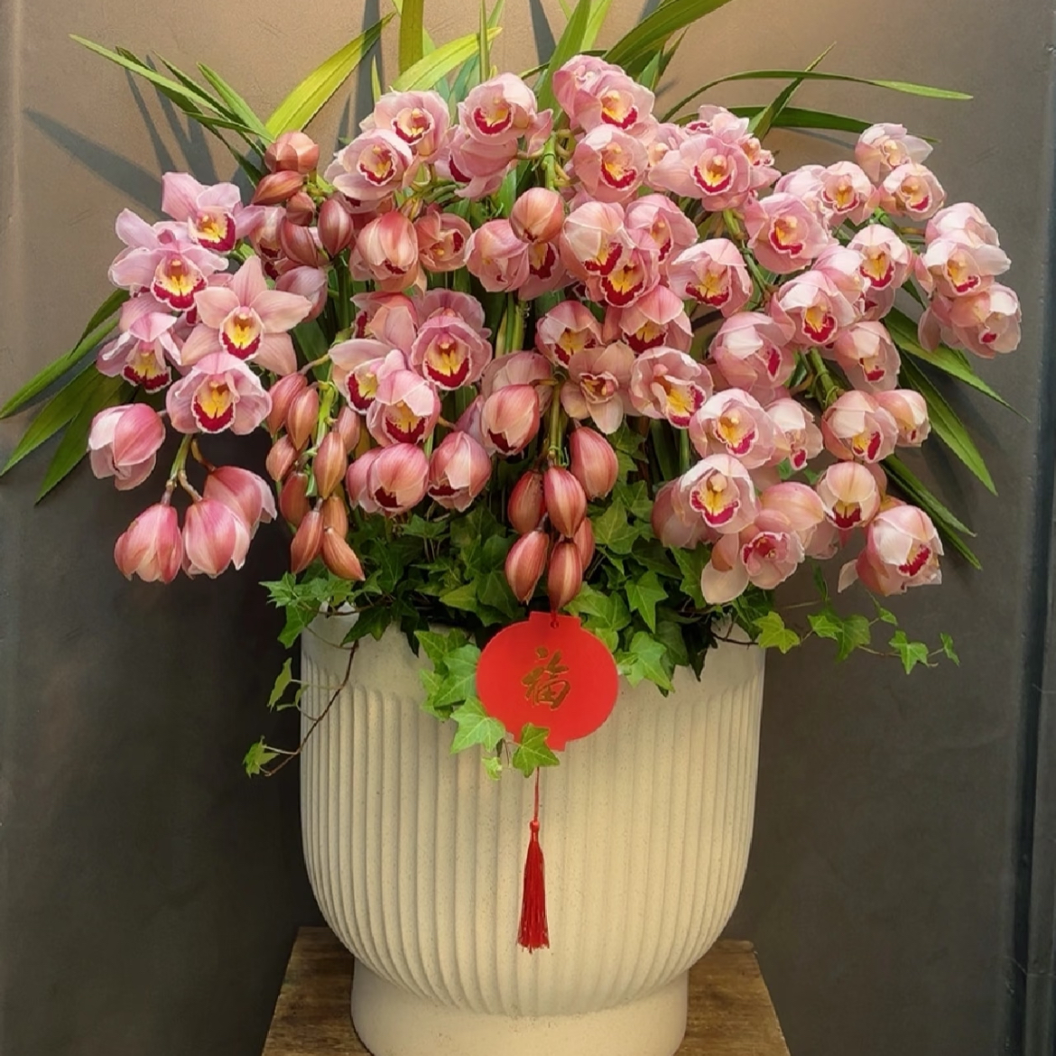 【A级巨花福星】大花蕙兰 高端花 原盆原土发室内新手好养基地直发 