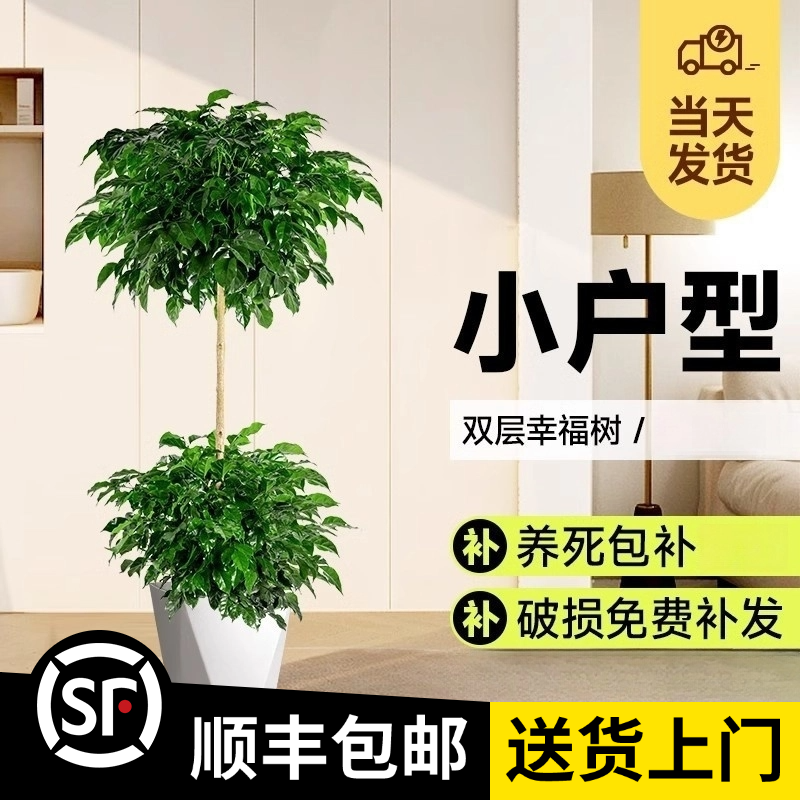 1.3-1.5米【两层幸福树】良苗绿宝（顺丰包邮）大型室内绿植盆栽净化