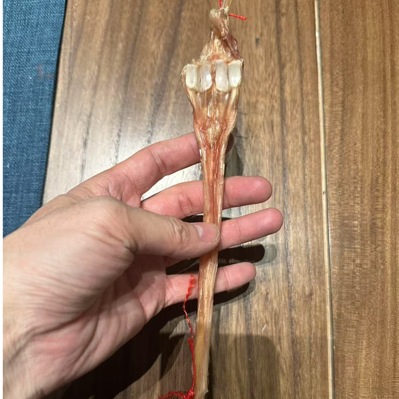直播单根鹿筋真鹿筋带指骨（诚）