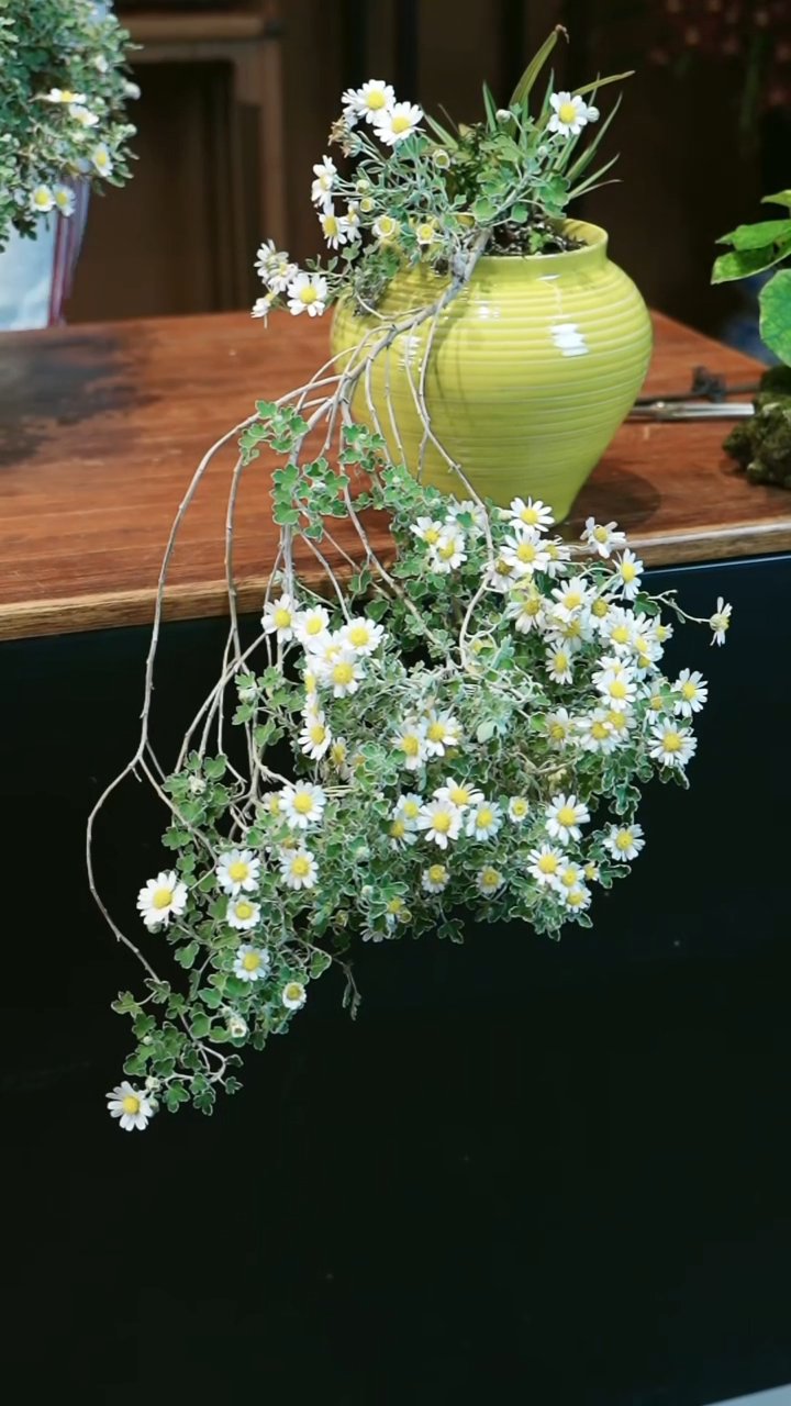 全部花朵雅菊盆景盆景盆景