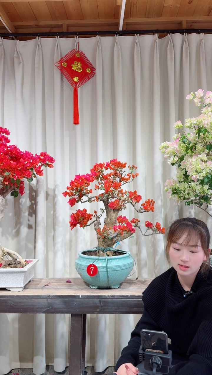 【闪购商品】盆景同安红