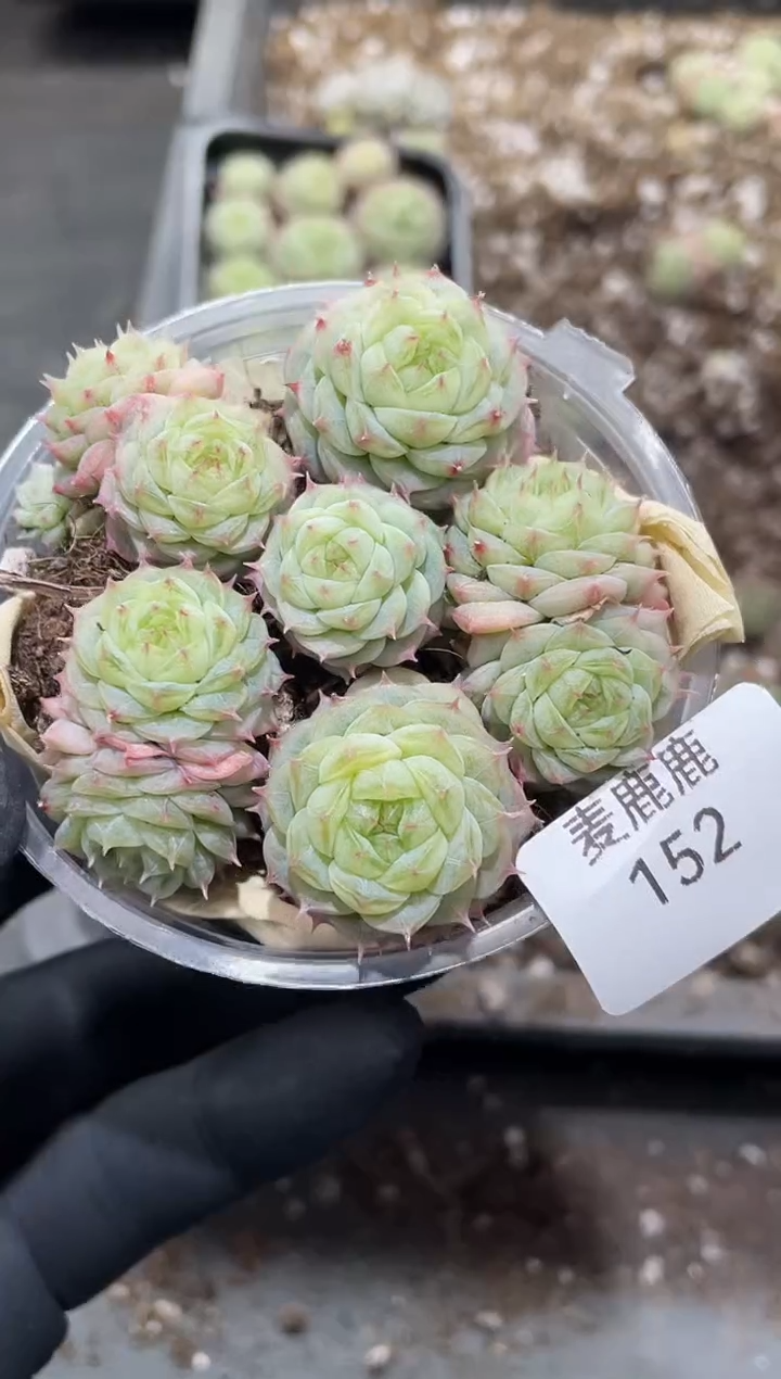 152翡皇果冻翡      量拍