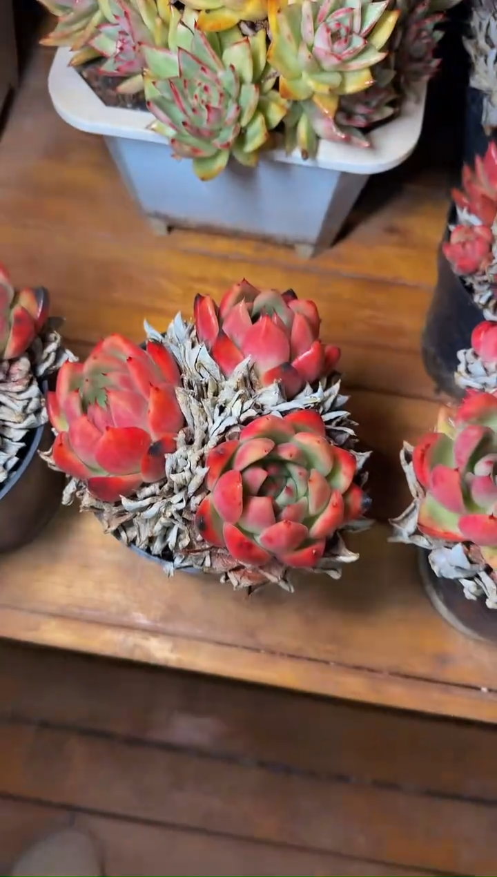  140#老桩3头巴松（13-16cm）脱土