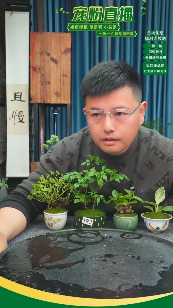 无花朵浅**心苔藓微景观193号