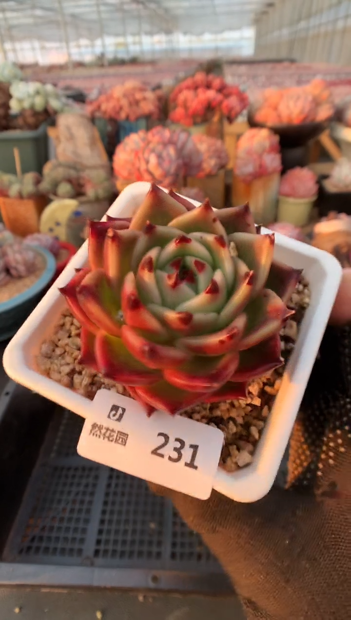 【闪购商品】231超龙一物一拍