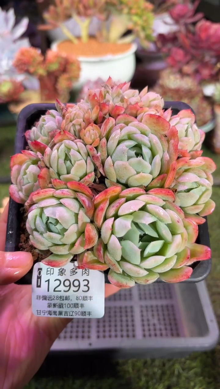 【闪购商品】12993