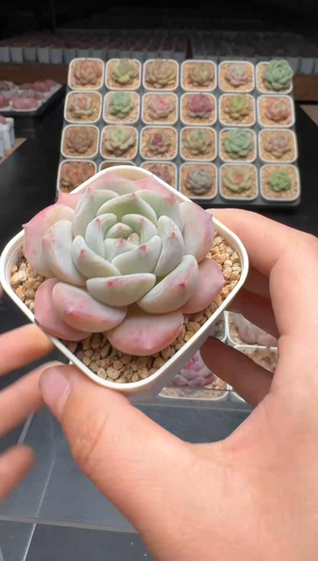 【闪购商品】389号 珍妮杂交多肉 花卉植物