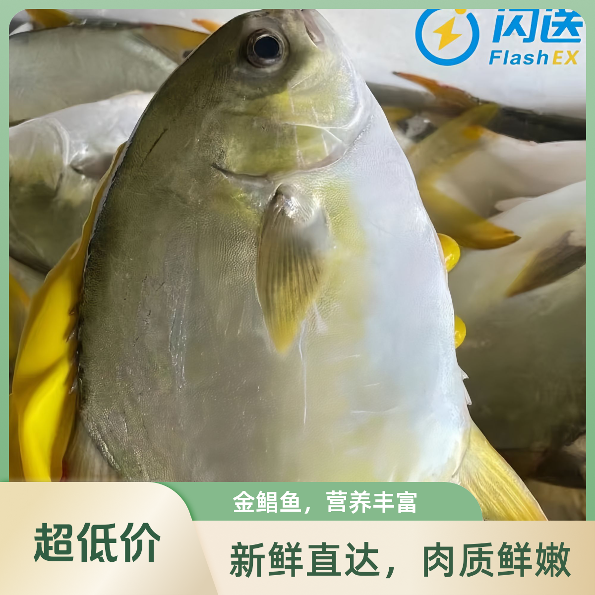 冰鲜金鲳鱼 1.3-1.5斤/条默认宰杀